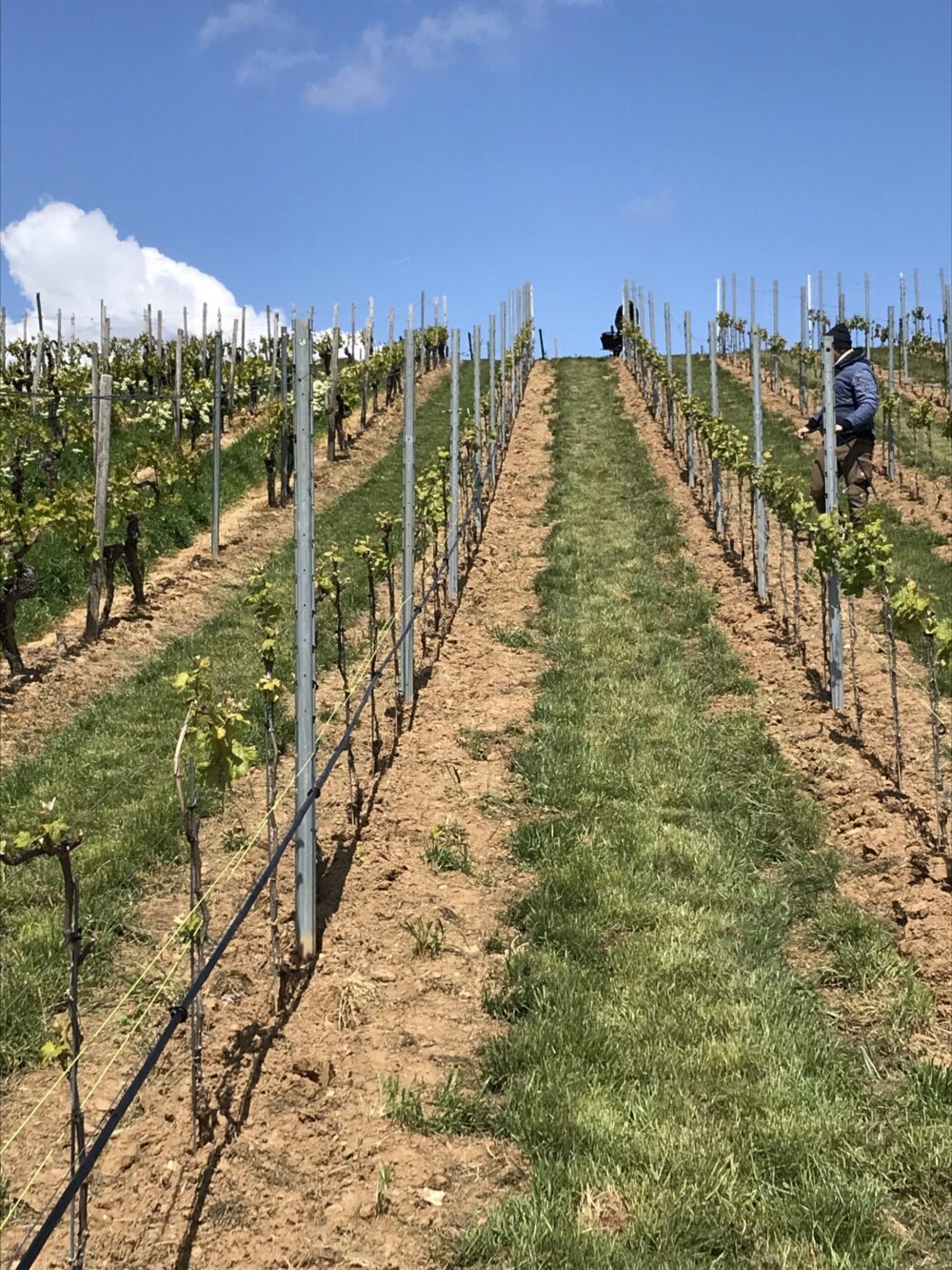 Südhang, Weinberge, Sonne, Frühling, Hang, Südplateau